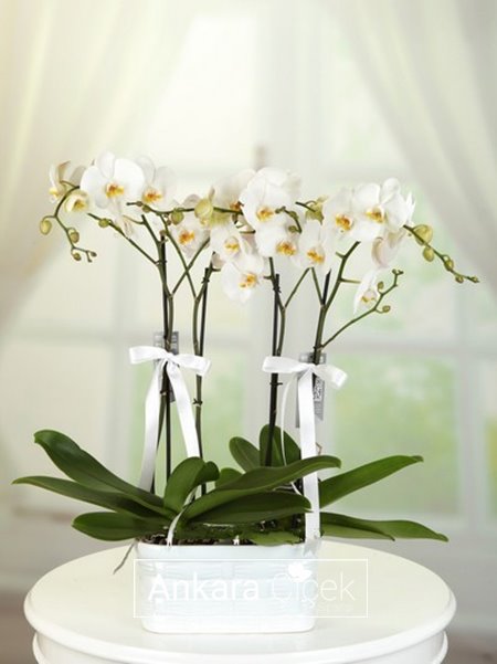 4 Dal Beyaz  Orkide